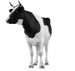 Vache