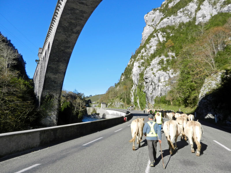 Vaches sous le viaduc