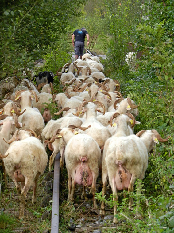 Des brebis sur la ligne